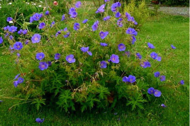 Pour voir la vie en bleu