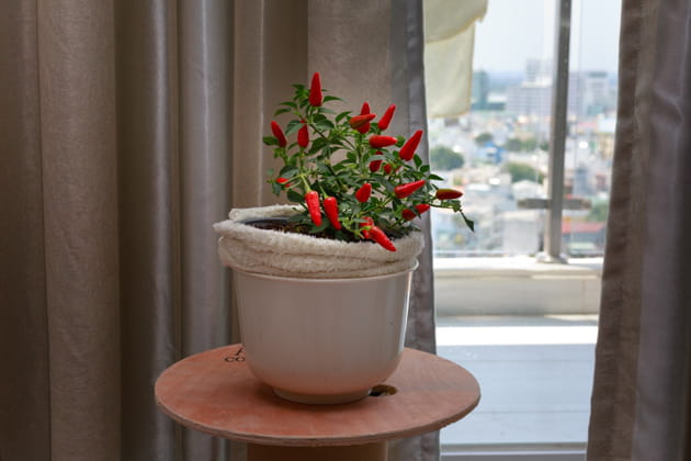 Le piment d'ornement&nbsp;: couleurs et caract&egrave;re