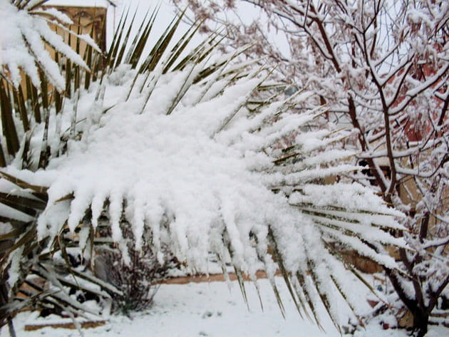 &Eacute;trange palmier