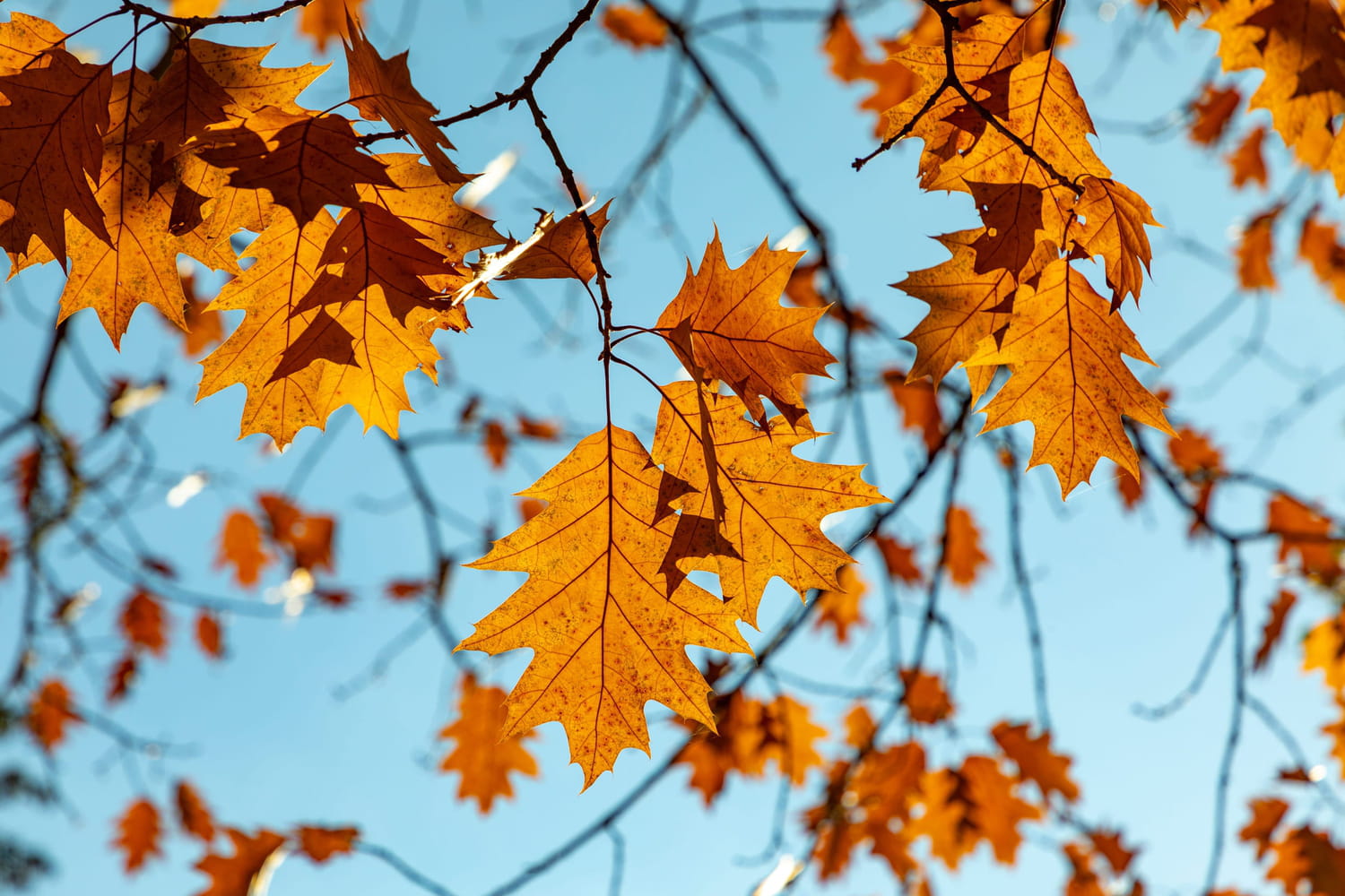 Equinoxe d'automne : la saison débute plus tard cette année, à quelle date ?