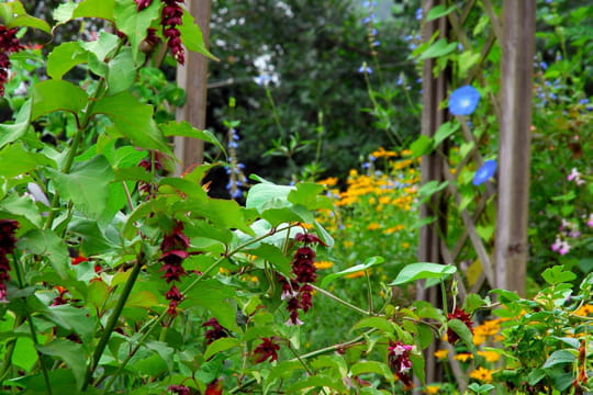 Cet arbuste qui fleurit jusqu'&agrave; l'automne grandit rapidement - il est parfait pour une haie
