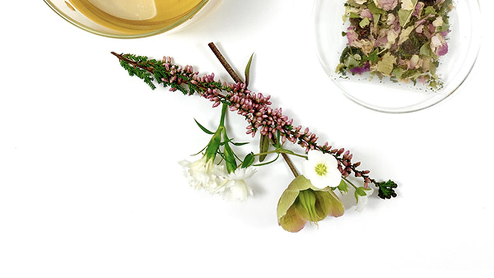 Belle plante, Chic des plantes