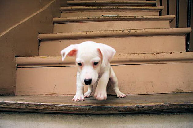 En dévalant les escaliers