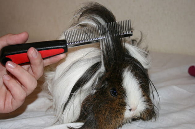 Concours de rongeurs