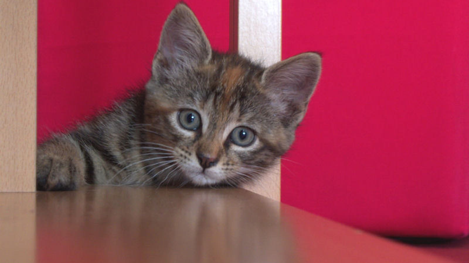 Regard craquant