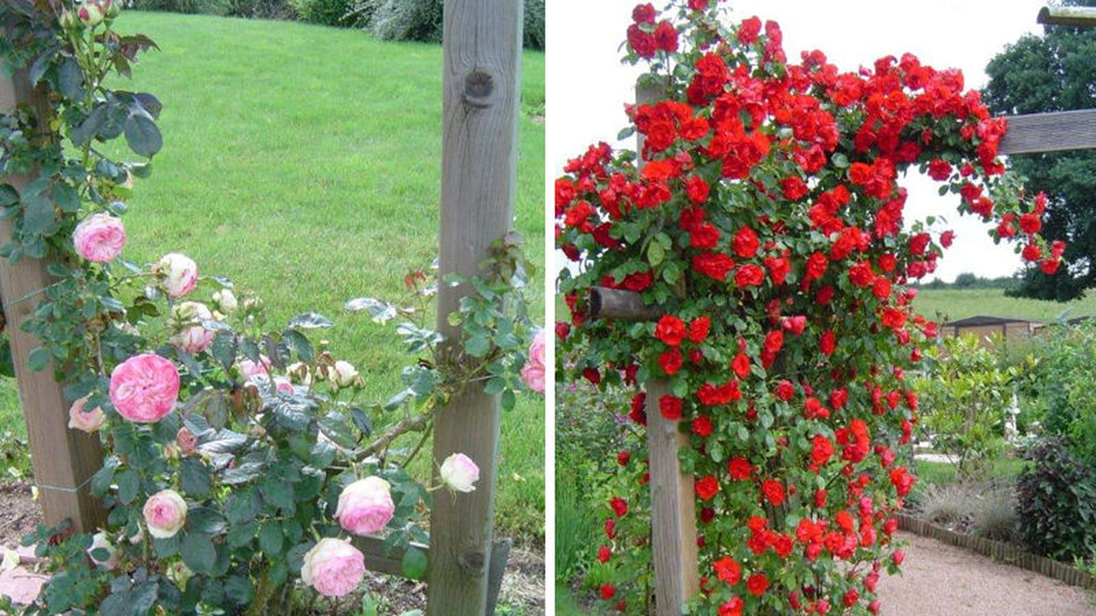 Rosiers