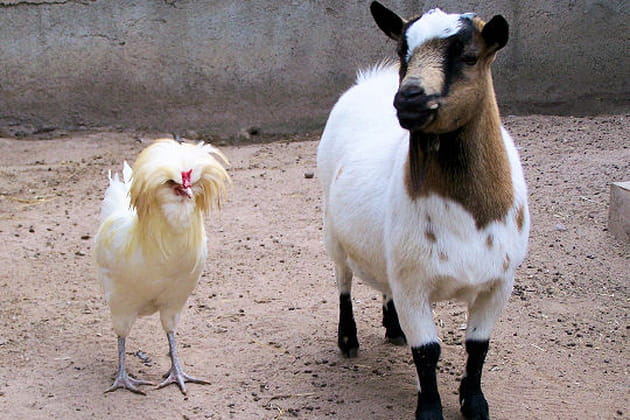 Chaussette et Lor&eacute;al