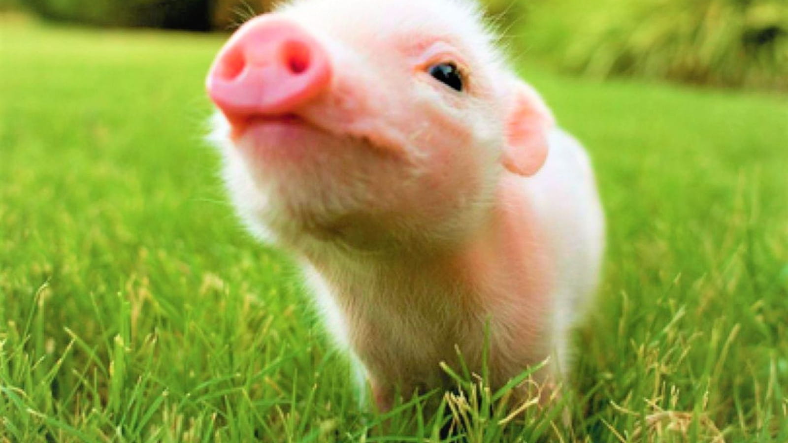 MIPIG CAFÉ