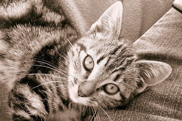 Z&eacute;bulon, mont&eacute; sur ressorts