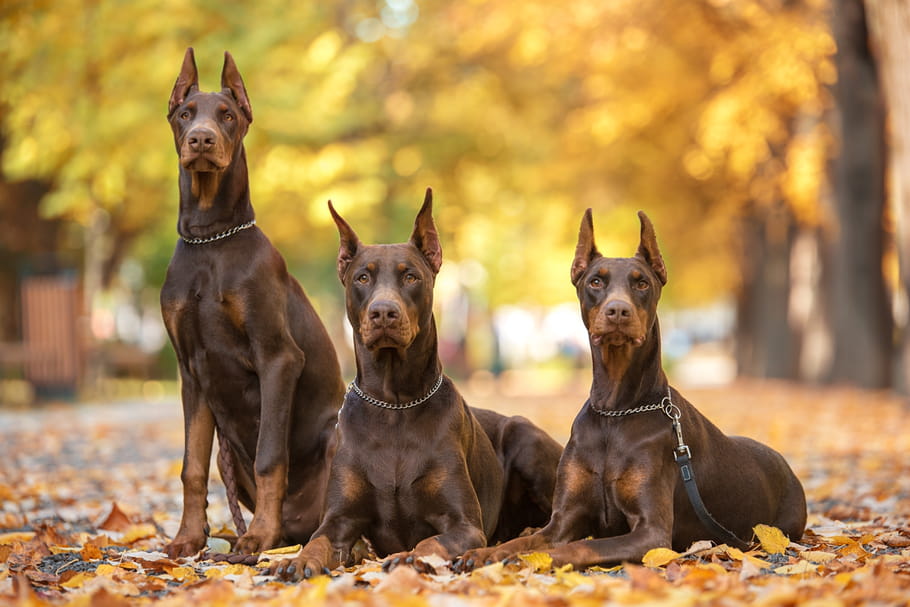 Pinscher