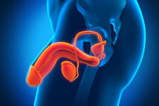 Anomalies Des Testicules Causes Quand Consulter