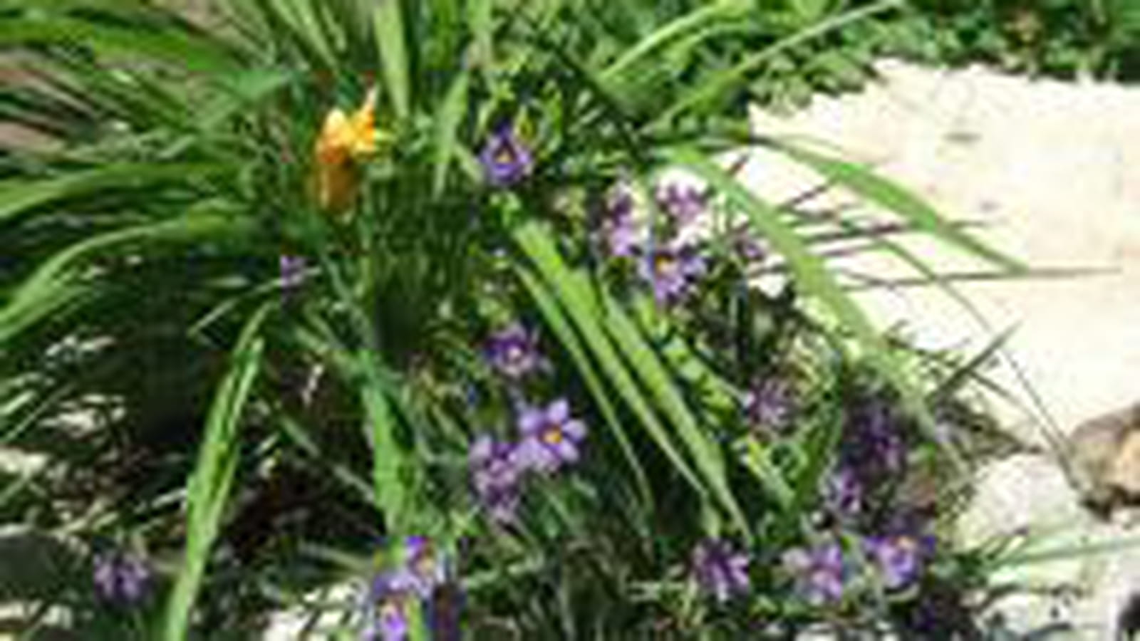 Fleurs de rocaille