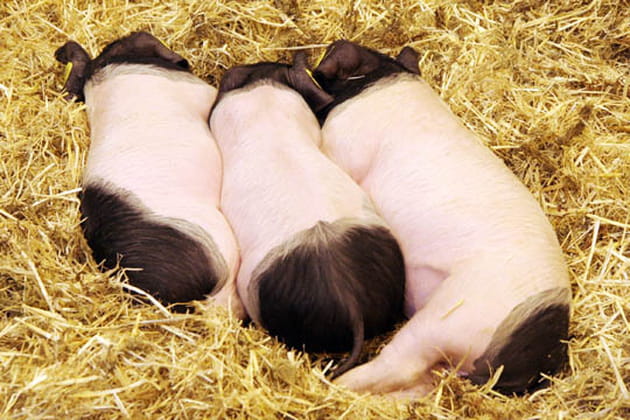 Les trois petits cochons