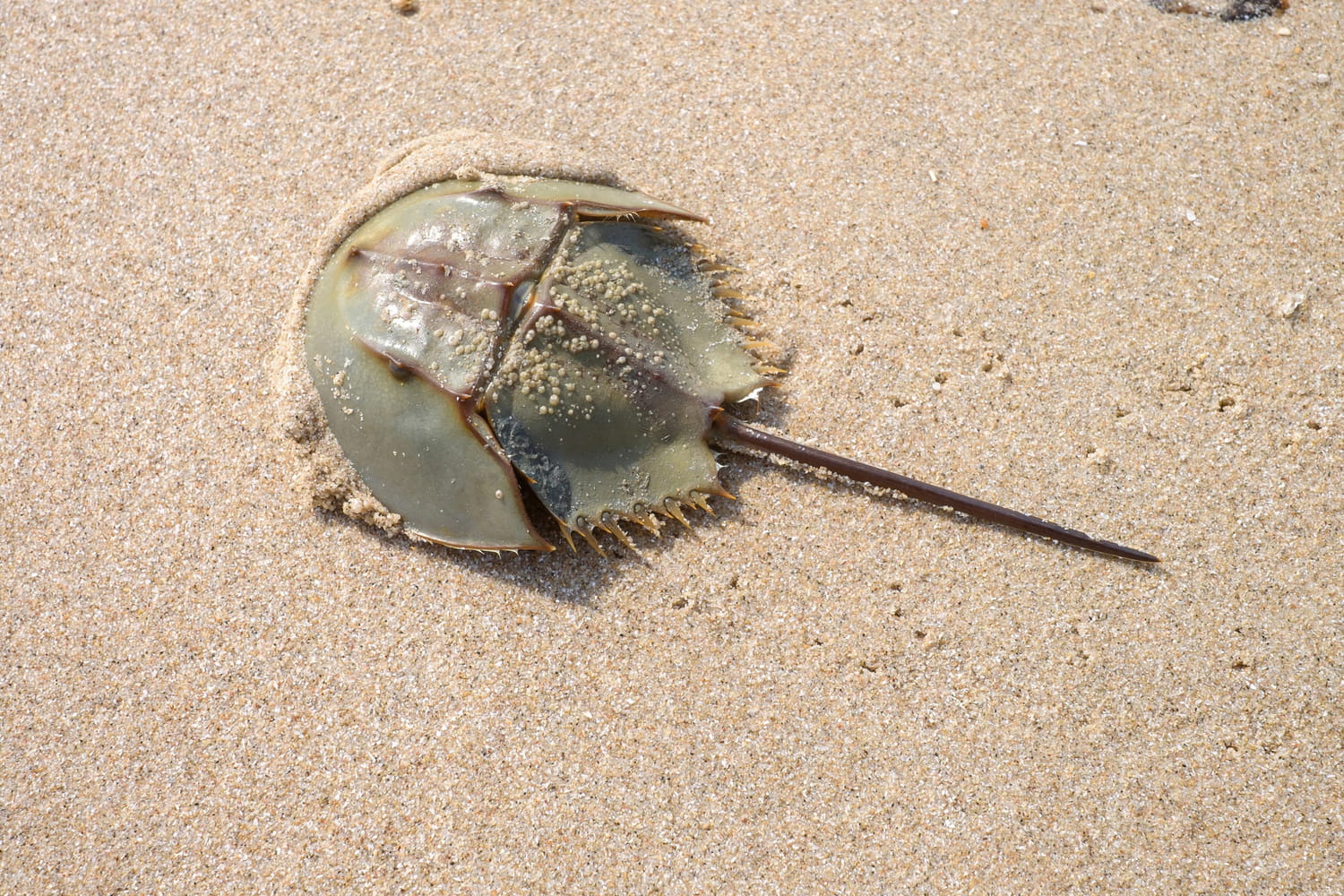 Its blood is worth 10,000 euros per liter and saves lives, yet this animal risks extinction Its blood is worth 10,000 euros per liter and saves lives, yet this animal risks extinction