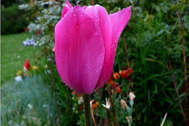 Une tulipe p&eacute;tillante