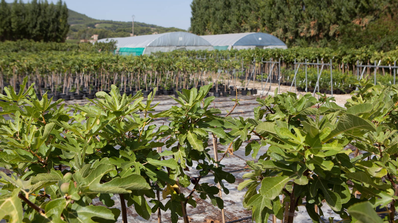 Chez Pierre Baud, producteur de figues