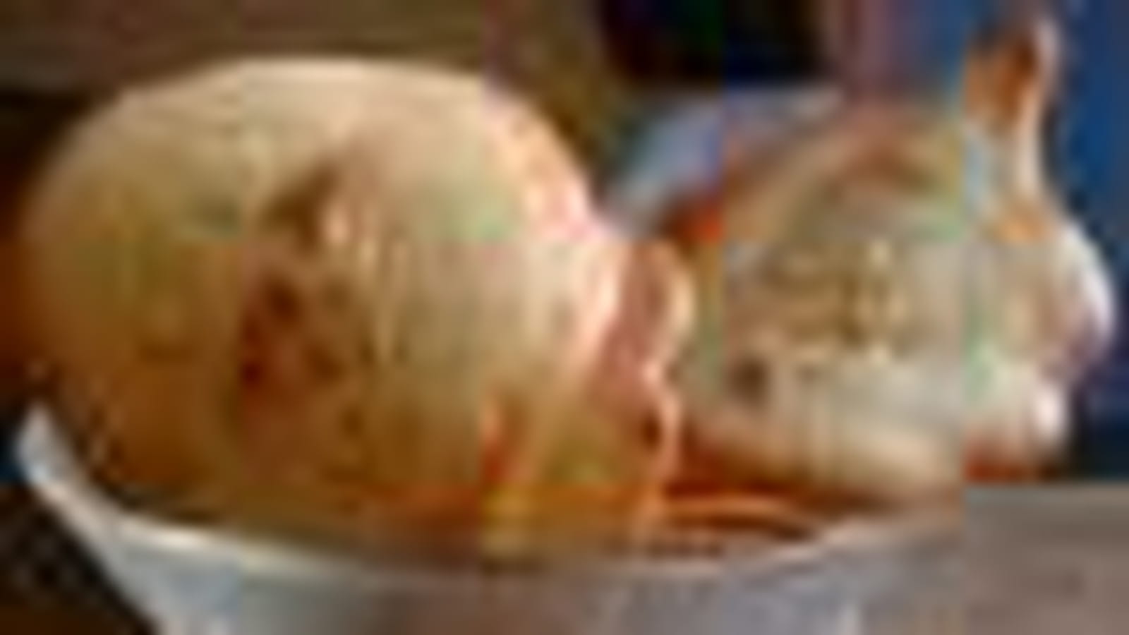 Tuiles au chocolat blanc 