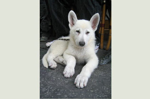 En provenance du Moyen-Orient