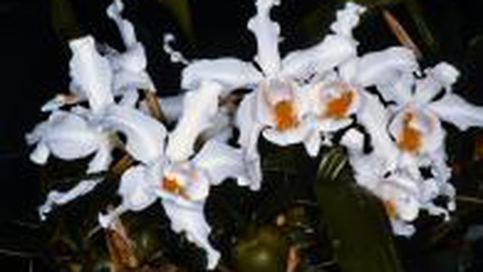 Coelogyne cristata