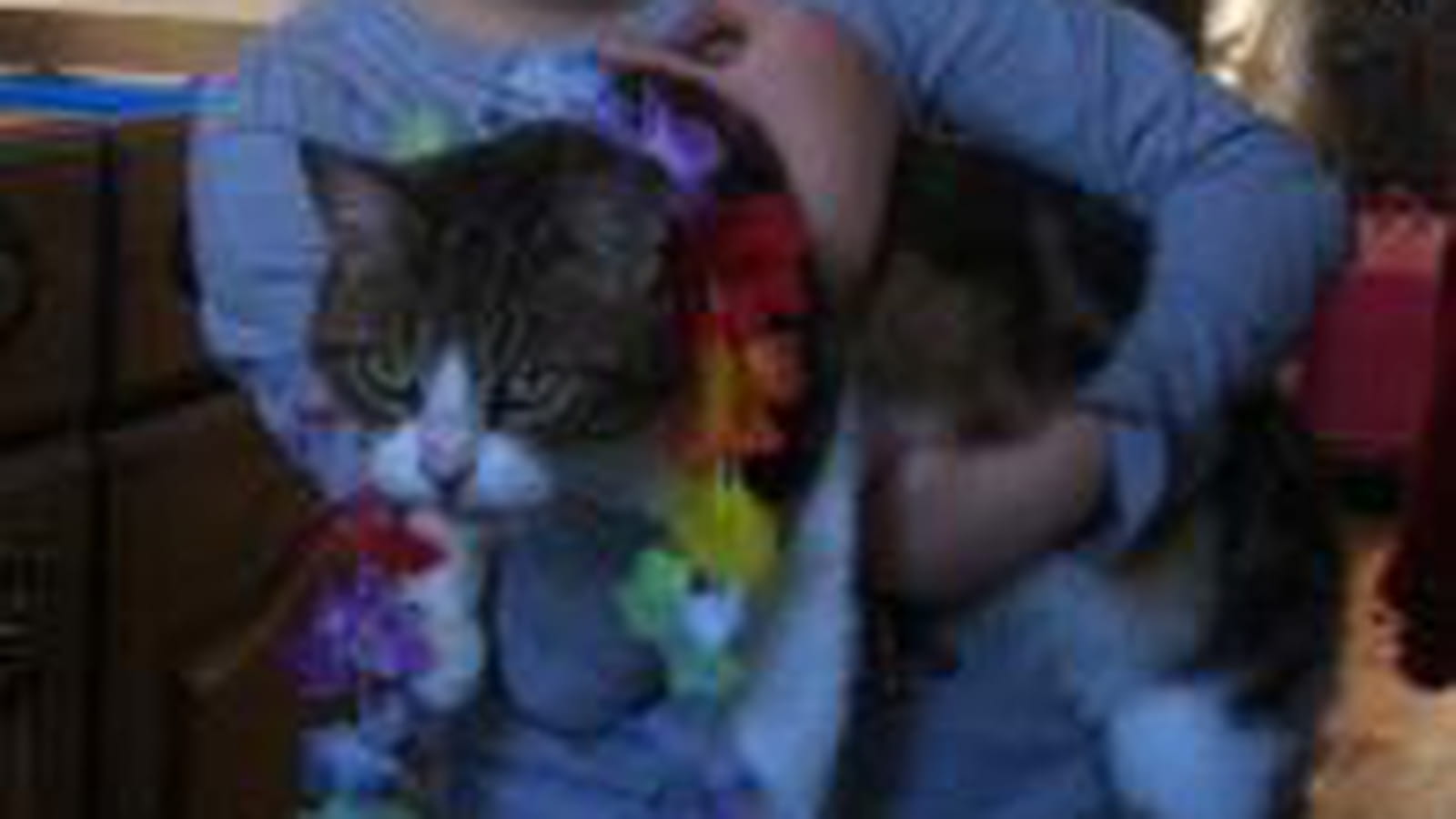 Chat d'Hawaï