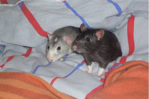 Petits noms pour petits rats