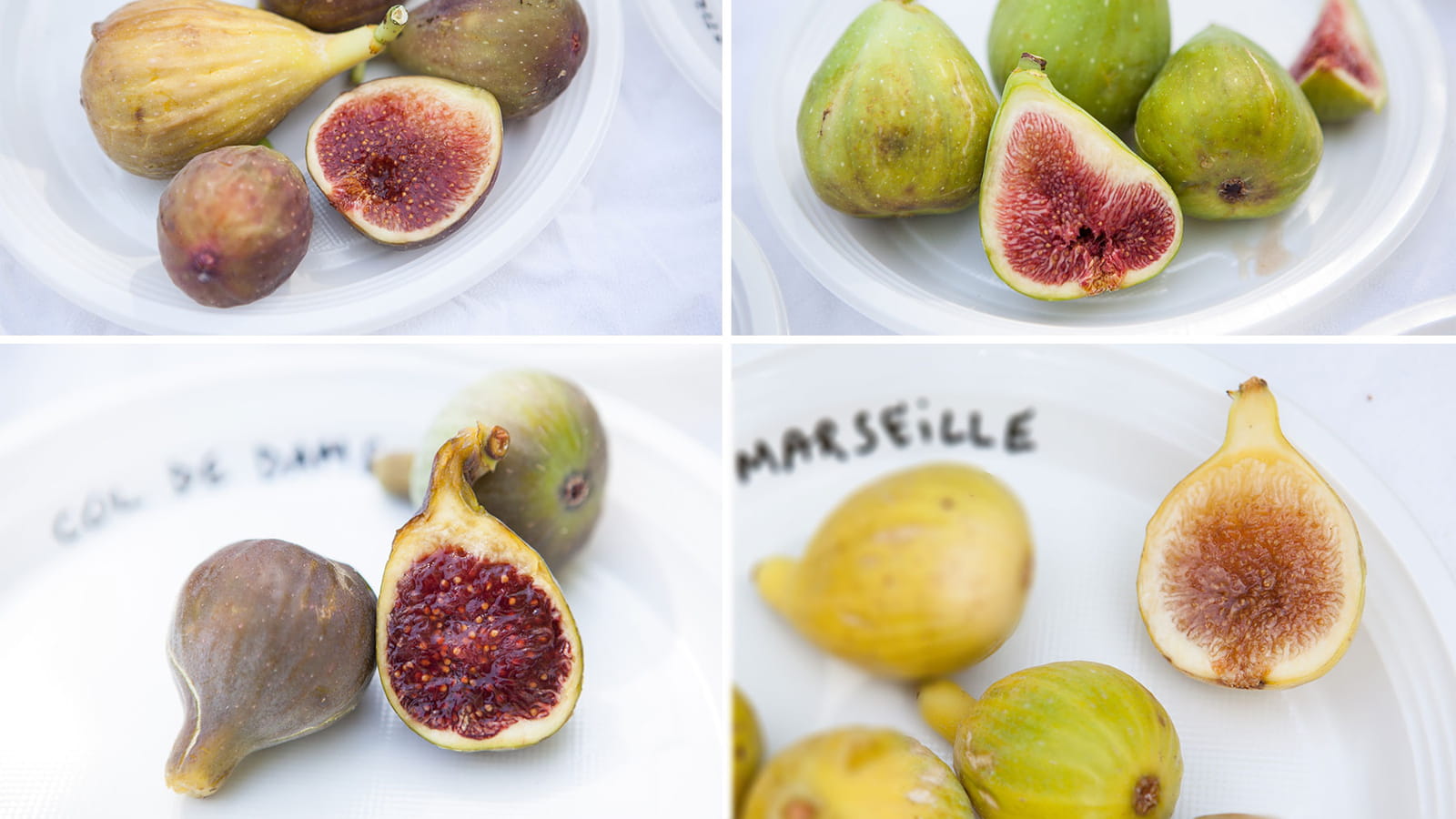 450 variétés de figues en collection