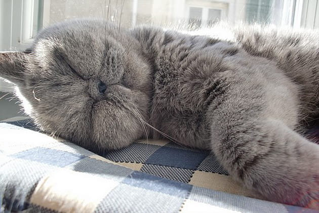 Du sang bleu pour un sang chaud