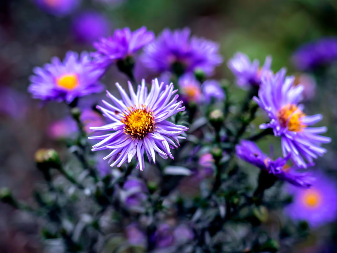 aster