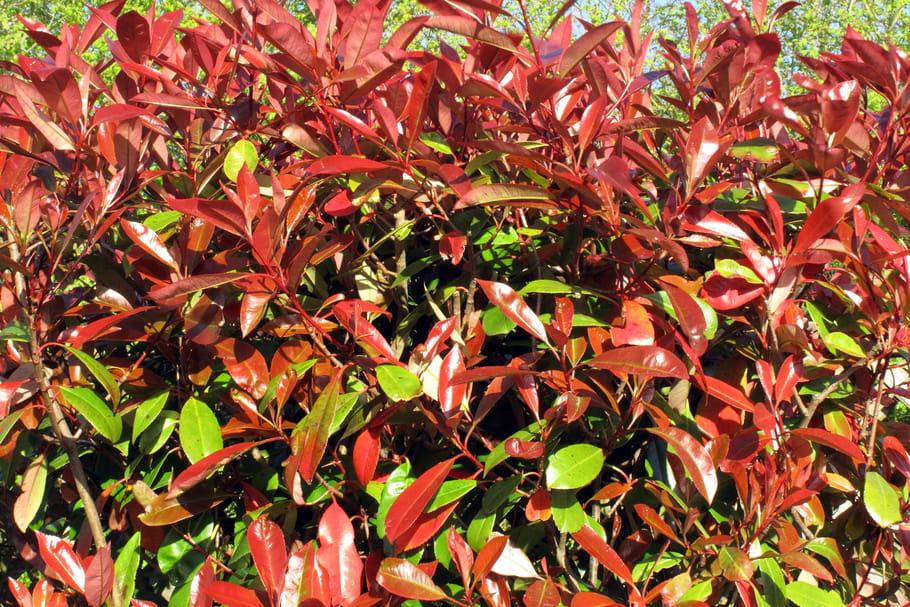 Photinia