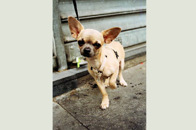 La courage du chihuahua