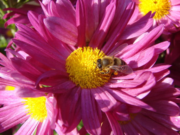 Marguerite rose fuchsia