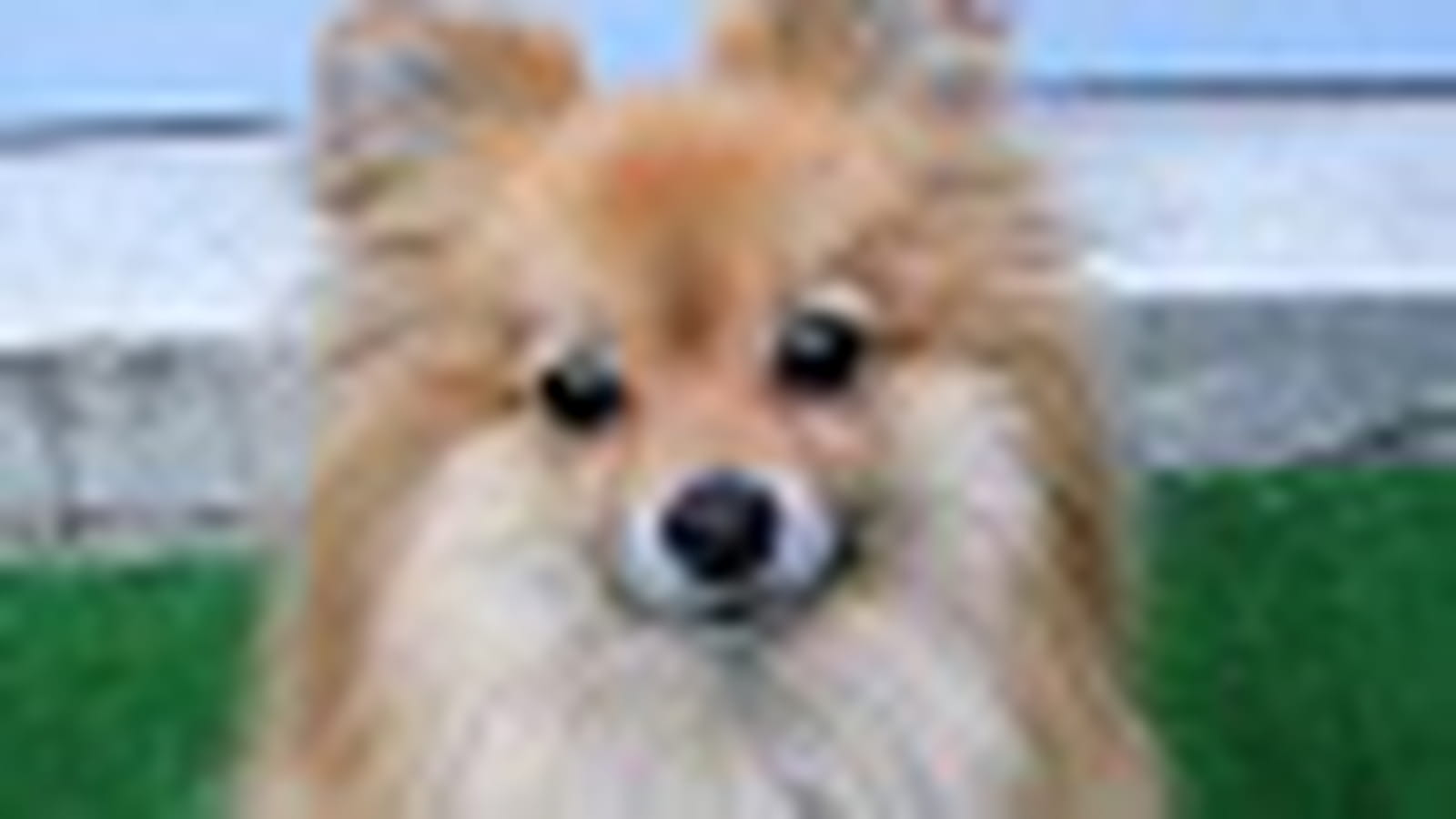 Spitz