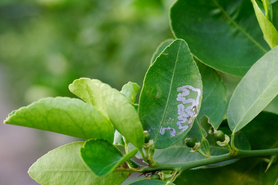 Mouche mineuse : comment prévenir ses plantes de cet insecte ravageur ?