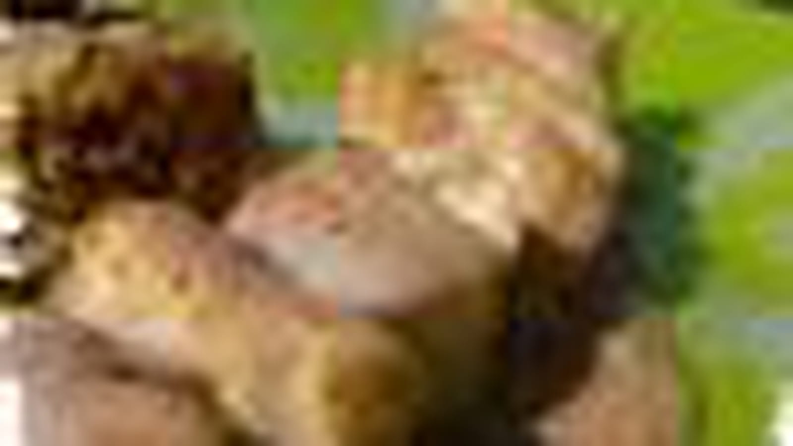 Poulet