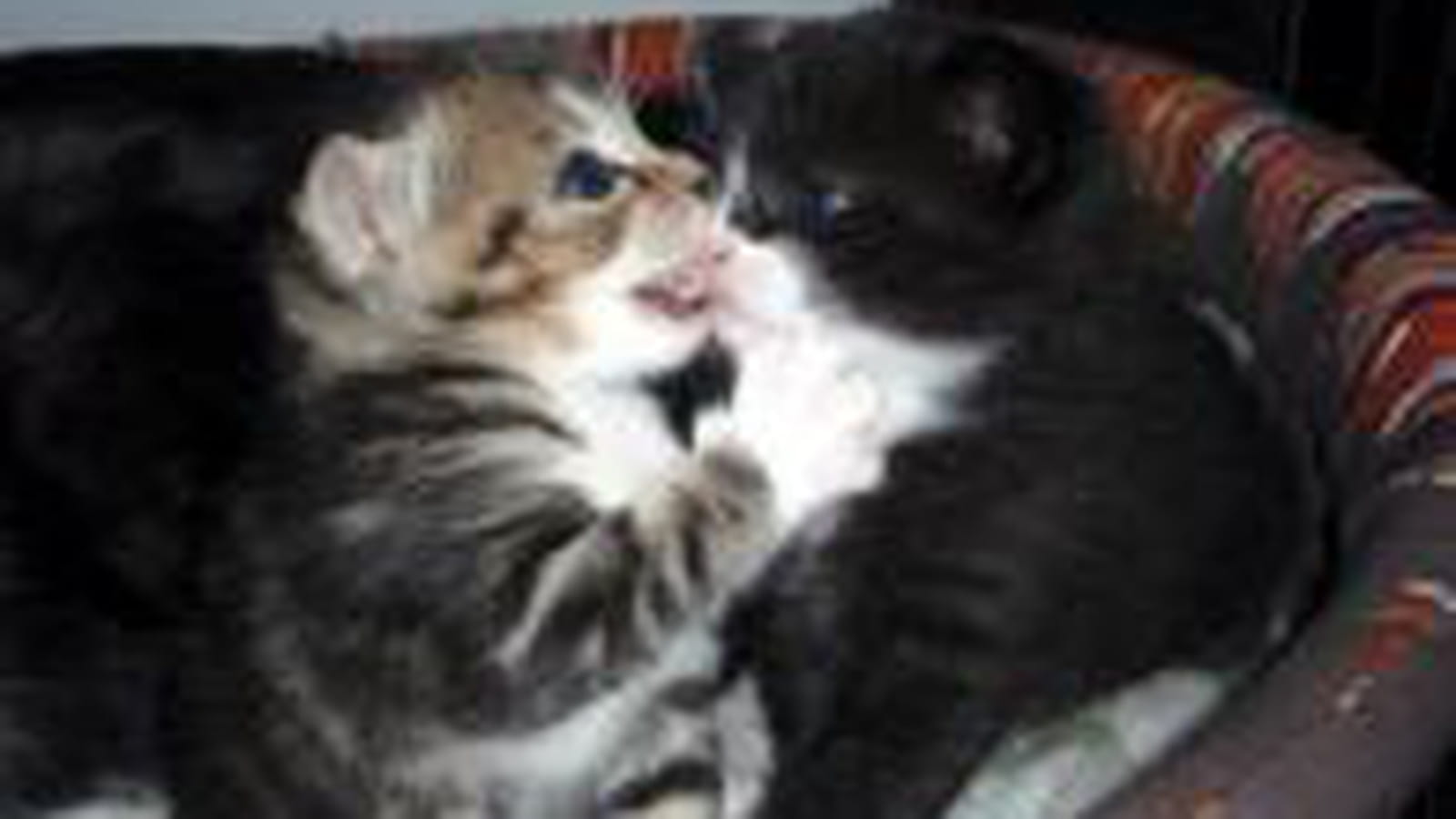 Je t'aime...