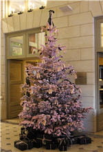 sapin 150