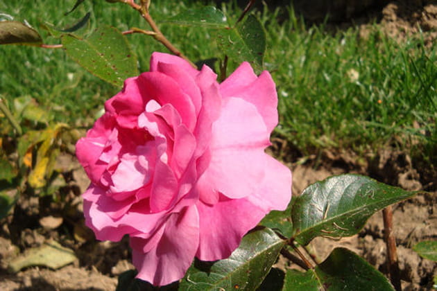 La tr&egrave;s opulante Manou Meilland &reg;