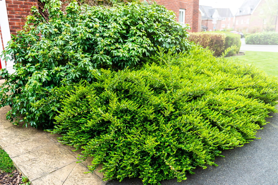 Arbustes - fiches pratiques pour planter un arbuste