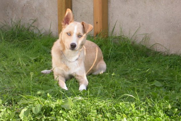 Un chien &eacute;quilibr&eacute;