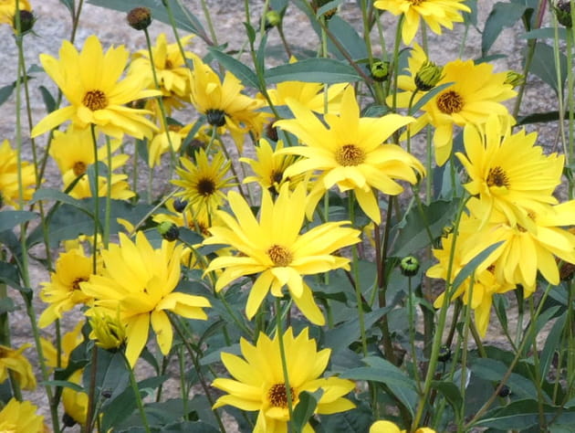 Marguerites ensoleillées