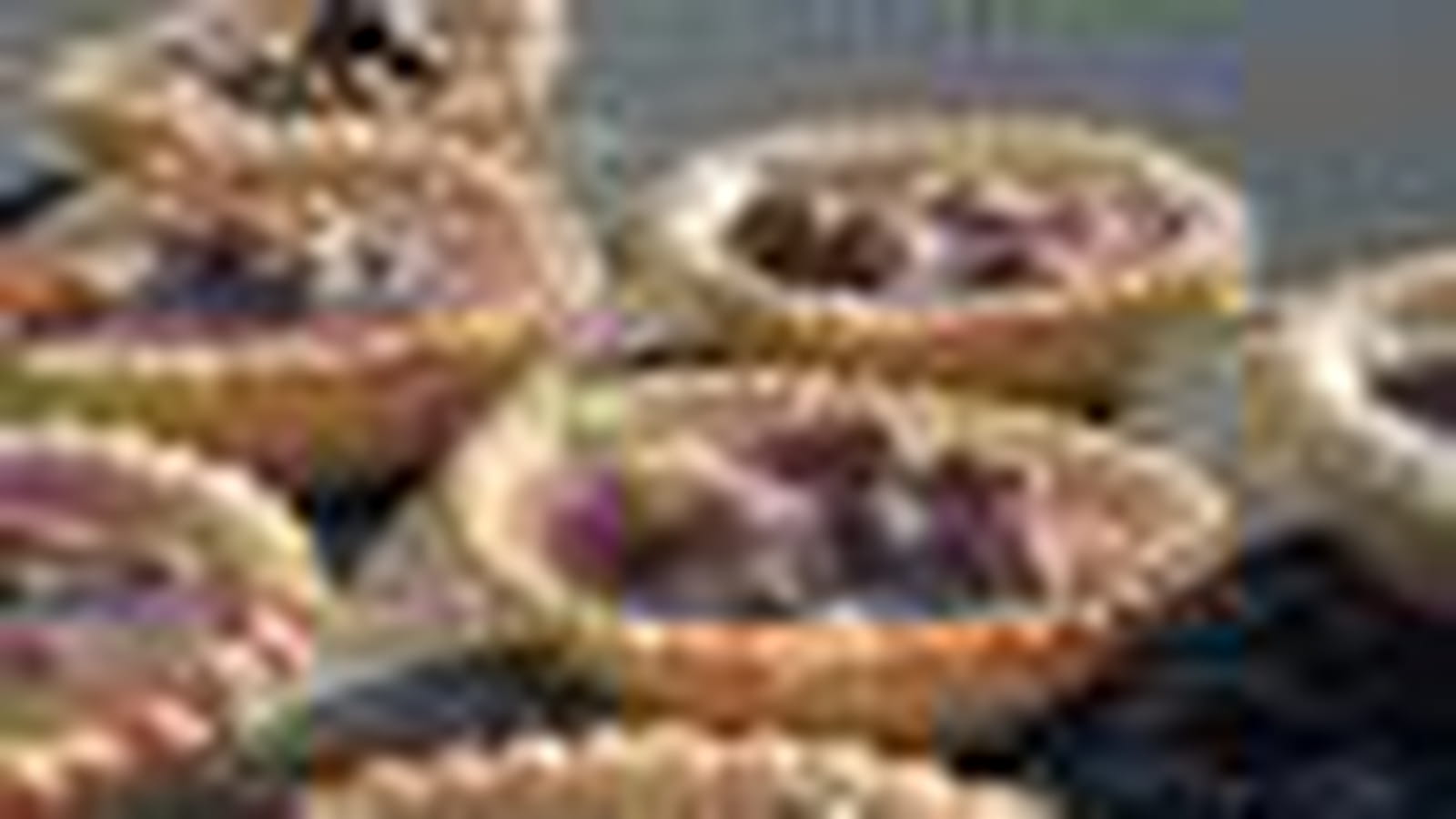 Tartelette