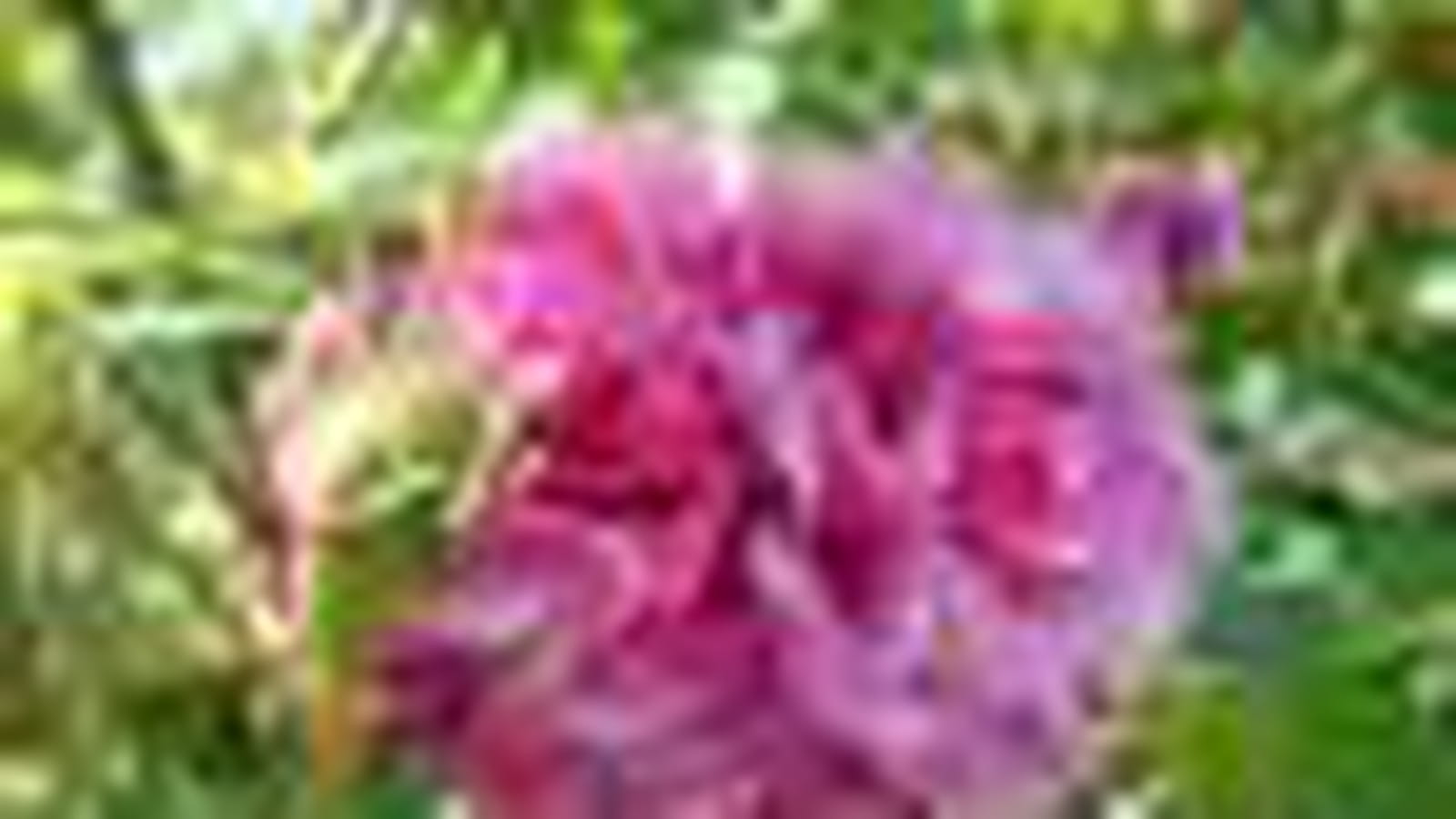Rosa Centifolia