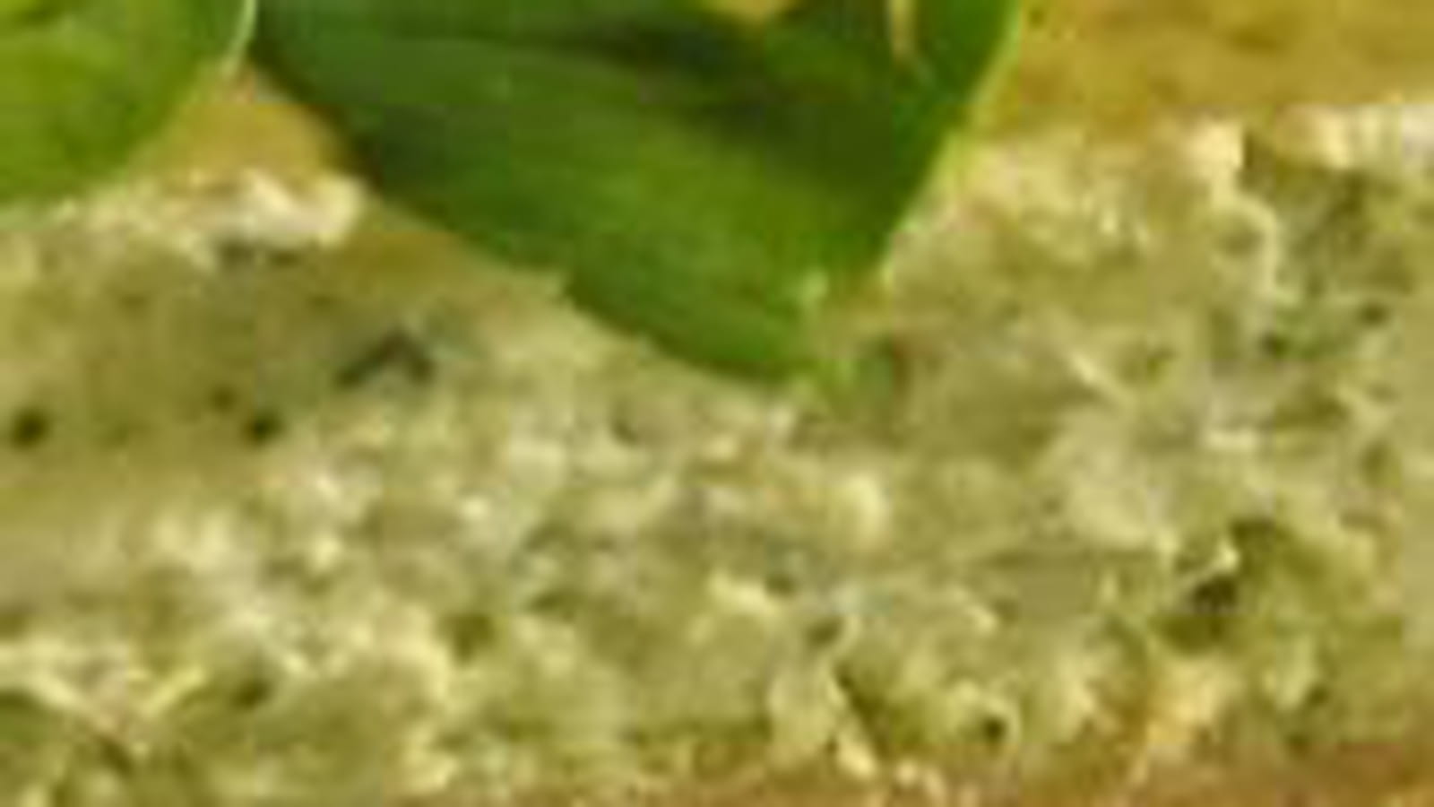 Cheesecake cresson-menthe
