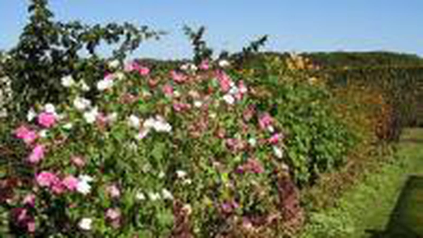 Des fleurs à perte de vue