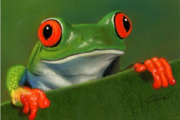 Rainette prête à bondir