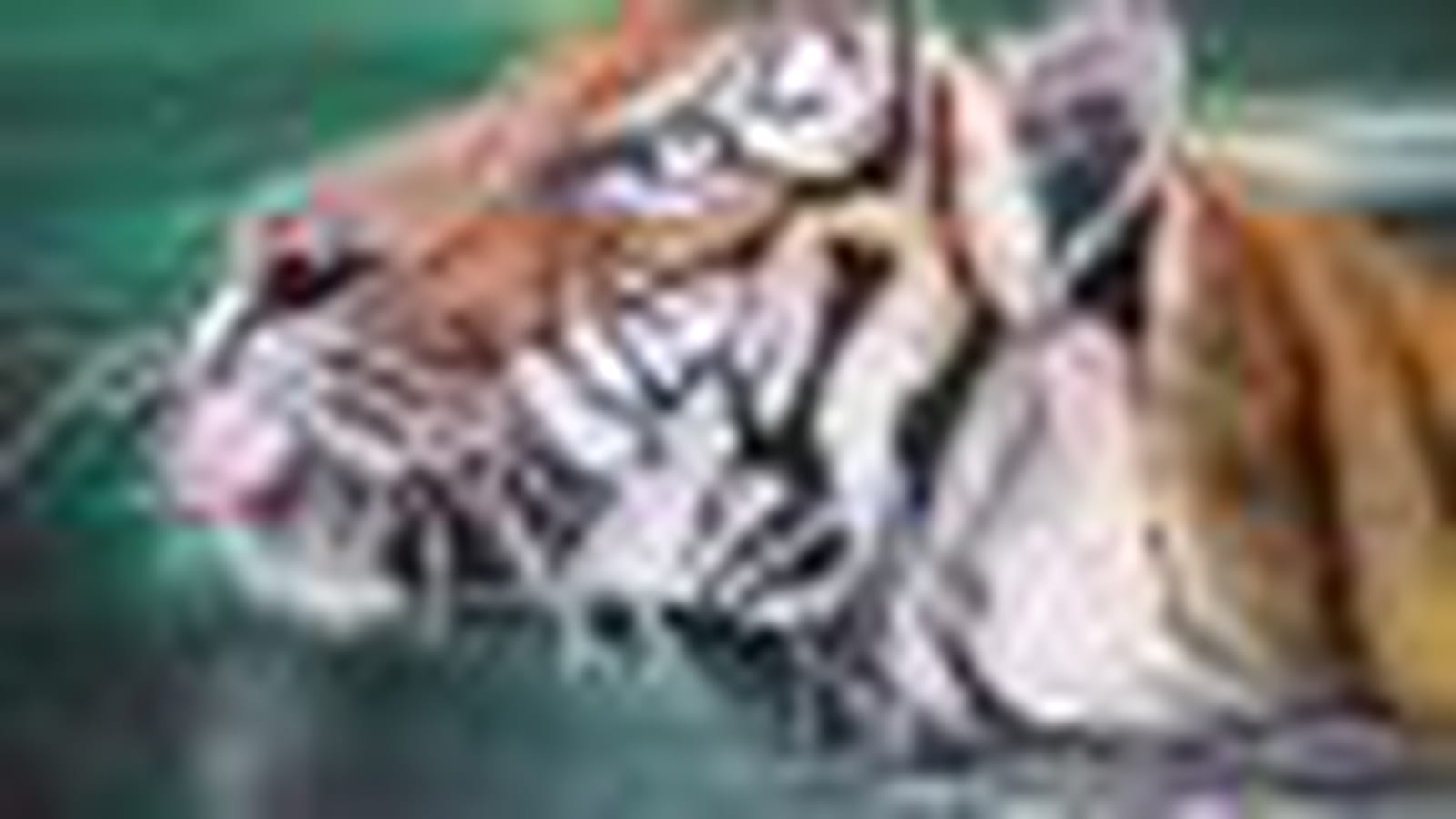 Tigre