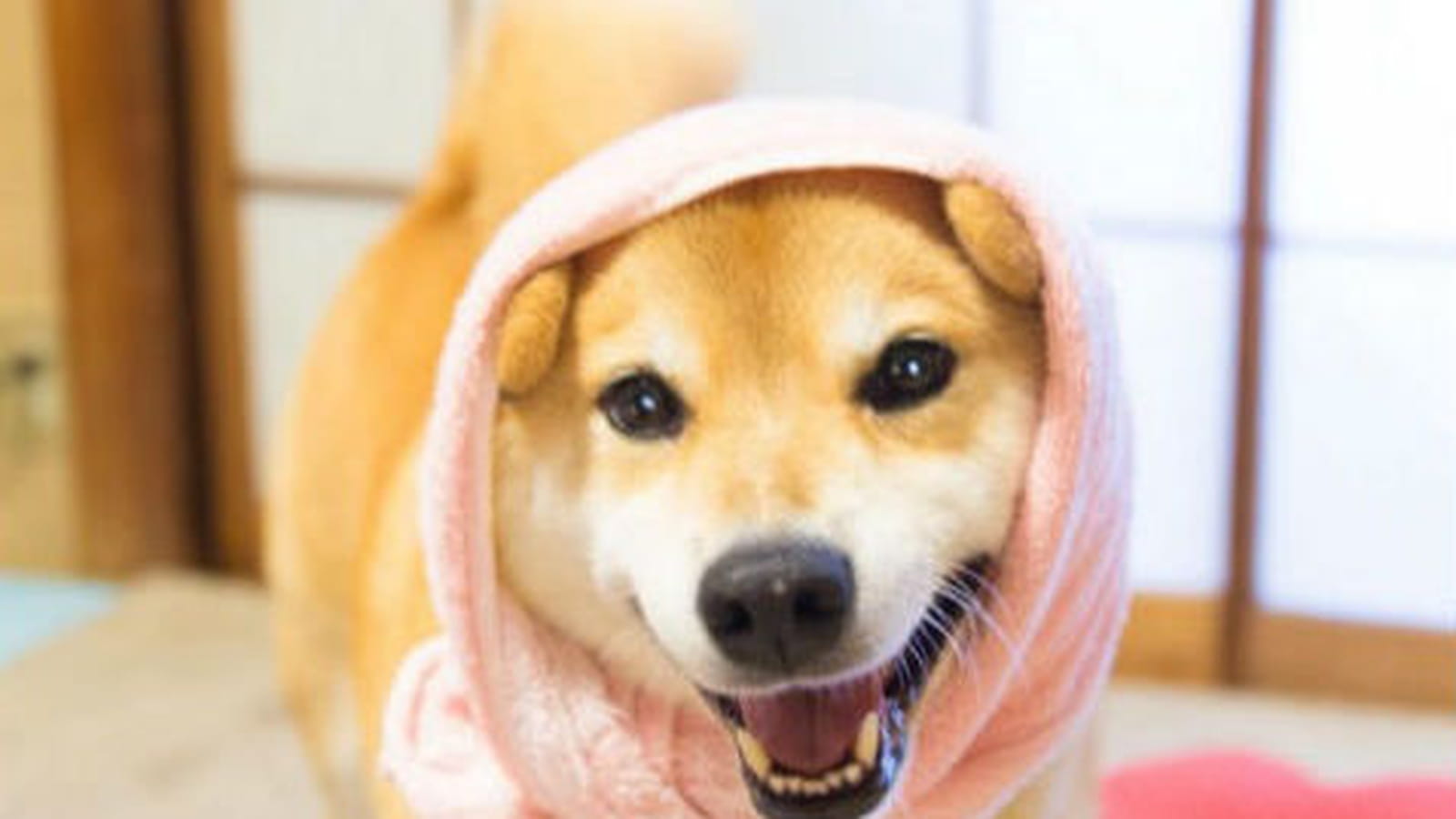 Marutaro, l'akita