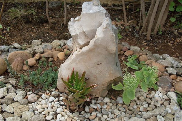 Des plantes succulentes