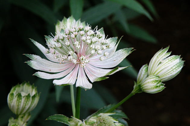 La fleur de porcelaine
