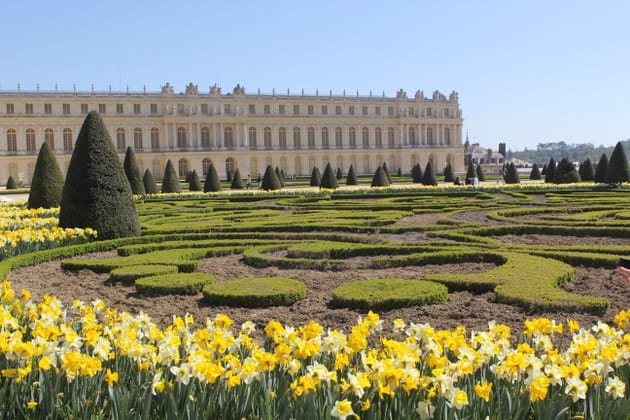 Parterre de jonquilles, couleur du soleil